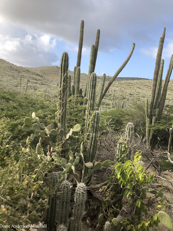 Aruba Cactus Diane